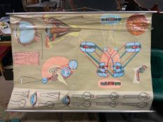 A LARGE VINTAGE GERMAN MEDICAL / OPTHALMIC EDUCATIONAL POSTER 'TAFEL 4 DAS AUGE UND SEIVE