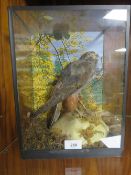 A CASED TAXIDERMY STUDY OF A KESTREL