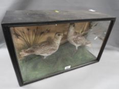 A cased taxidermy study of a pair of grey plover birds