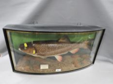 A taxidermy study of a chub in curved display case and plaque stating - chub 5LBS 1OZ 4DRMS Caught