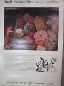 A collection of circa 1950's shell petrol educational wall hangings