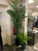 A large artificial palm style plant and a smaller example