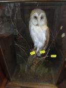 A taxidermy study of a barn owl on a naturalistic base in a glass display cabinet