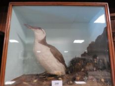 A cased taxidermy study of a Common Murre