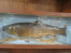 A cased taxidermy of a trout