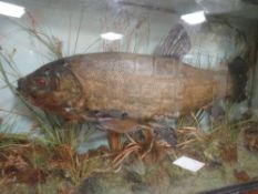 A cased taxidermy tench