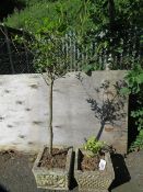 Two concrete garden planters