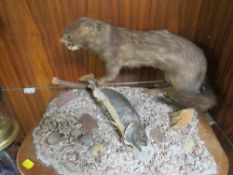 A taxidermy stoat with fish