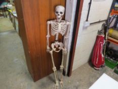 A plastic skeleton model