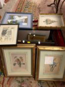 A crate of assorted pictures and prints to include natural history museum botanical examples, etc.