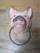 A pig head with metal ring**