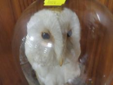 A glass dome cased taxidermy study of a barn owl with a dragonfly