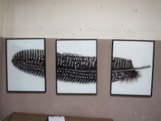 A framed Triptych print set of a feather