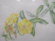 A Helen Caddick signed with monogram, framed and glazed watercolour still life studies 'Allamanda