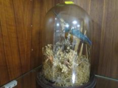 A small cased taxidermy study of a kingfisher in a naturalistic setting under a small glass dome