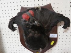 A taxidermy black grouse front half mounted to an oak wall plaque shield