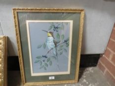 Crank - A gilt framed and glazed watercolour of a bee eater on a gorse bush
