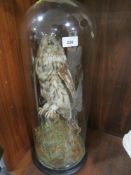 A large taxidermy study of a Tawny owl - glass domed cracked