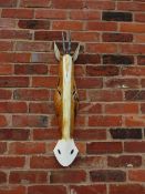 A decorative wooden African / tribal wall mask of a gazelle