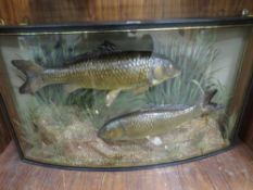 A large and impressive taxidermy study of two common carp in a naturalistic setting in a curved