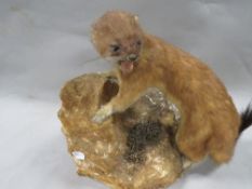 A taxidermy stoat on a rock