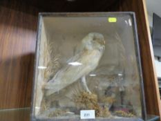 An antique taxidermy study of an owl