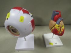 An anatomy model of the heart and eye