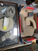 A display containing a selection of assorted fossils together with a tray of similar