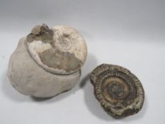 Two ammonites