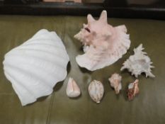 A collection of shells to include a conch shell A/F