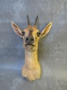 TAXIDERMY - AN AFRICAN DUIKER ANTELOPE, neck mount, looking straight ahead, H 37 cm