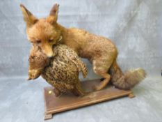 TAXIDERMY - A STANDING FOX WITH A PHEASANT IN ITS MOUTH, on an oval plinth, fox approximately H 46