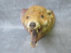 TAXIDERMY - A FOX MASK ON A SHAPED OAK SHIELD