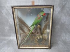 TAXIDERMY - A CASED PARAKEET IN NATURALISTIC SETTING, H 48 cm, W 39 cm, D 16 cm