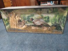 TAXIDERMY - CASED PHEASANTS INCLUDING CHICKS, in a naturalistic setting, H 51 cm, W 123 cm, D 31 cm