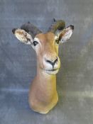 TAXIDERMY - AN AFRICAN SPRINGBOK, neck mount, looking straight ahead, on a wooden plinth, H 60 cm