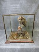 TAXIDERMY - A TAWNY OWL ATOP A TREE STUMP IN A NATURALISTIC SETTING, in a glass case, case 49 x 53