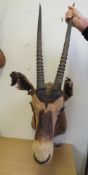TAXIDERMY - A LATE 19TH CENTURY GEMSBOX ORYX (ORYX GAZELLA), nose to antlers approx. 99 cm