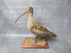 TAXIDERMY - A CURLEW ATOP A MOSSY GROUND ON WOODEN PLINTH, H 35 cm (inc plinth)