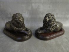 A PAIR OF EARLY 20TH CENTURY BRONZE LIONS, set on wooden bases, H 15 cm, base L 22 cm, W 12 cm