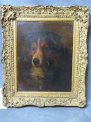 A 19TH CENTURY BRITISH SCHOOL STUDY OF A DOG, unsigned, oil on board, framed, 35 x 28 cm