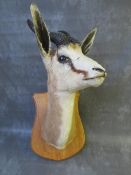 TAXIDERMY - AN AFRICAN IMPALA, neck mount, looking straight ahead, by Nico Van Rooyen, H 74 cm