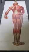 AN EARLY 20TH CENTURY ANATOMICAL SCROLL, for the musculature study of a human male, 194 x 81 cm