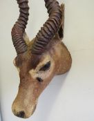 TAXIDERMY - A BLACKBUCK INDIAN ANTELOPE. nose to antlers approx. 72 cm