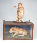2 Taxidermien - Wanderkaninchen und Wildschweinferkel