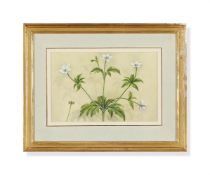 SARDAR GANDA THAKAR SINGH (INDIAN 1899-1976), DANDELIONS; AND OTHERS WILDFLOWERS, SET OF TWO