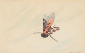 λ MARY NEWCOMB (BRITISH 1922-2008), STUDY OF A MOTH