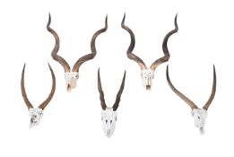 A COLLECTION OF FIVE PAIRS OF ANTELOPE HORNS