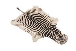 Y A PRESERVED ZEBRA SKIN, EQUUS QUAGGA, 20TH CENTURY