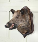 Y A PRESERVED MODEL OF A BOAR'S HEAD, 20TH CENTURY